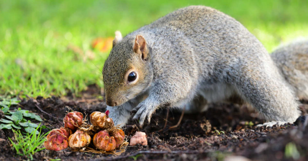 How to Keep Squirrels from Digging up Bulbs + 18 Squirrel Resistant Bulbs