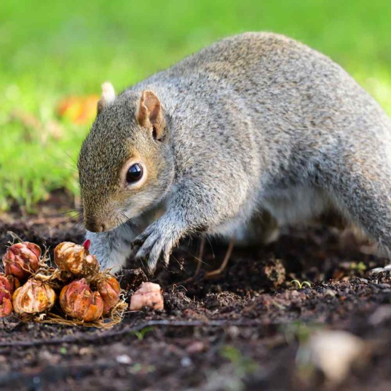 Squirrel digging in a card and a pile of bulbs.