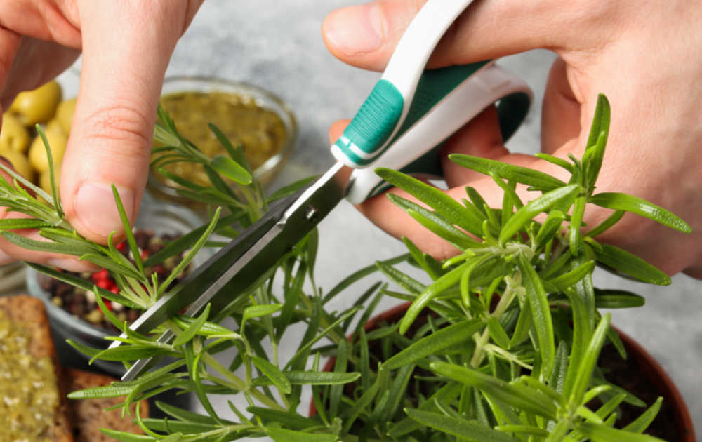 Hands with scissors harvesting herbs.