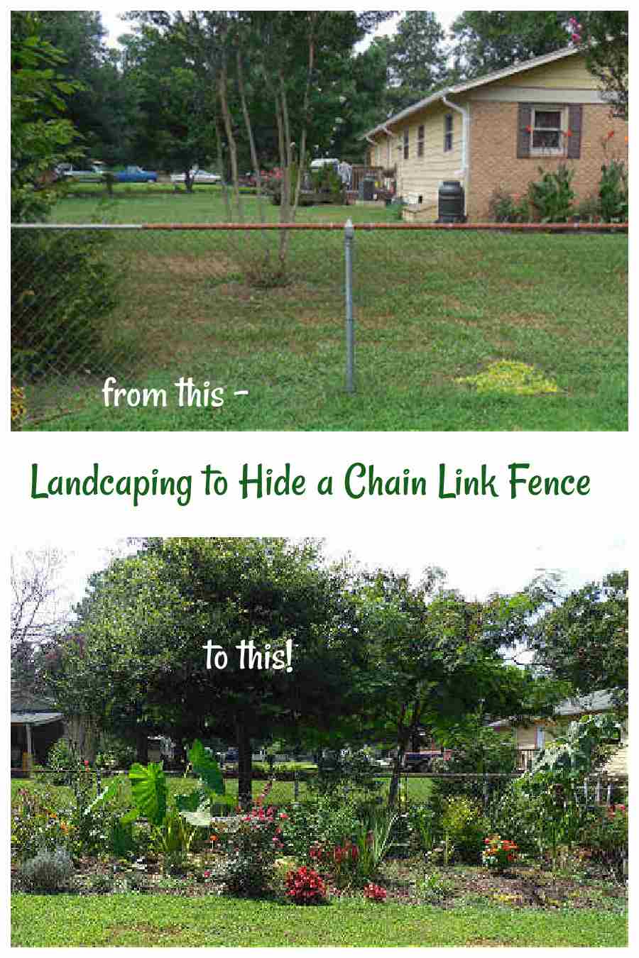 Ugly chain link fence line and plants in front of it with words Landscaping to hide a chain link fence.