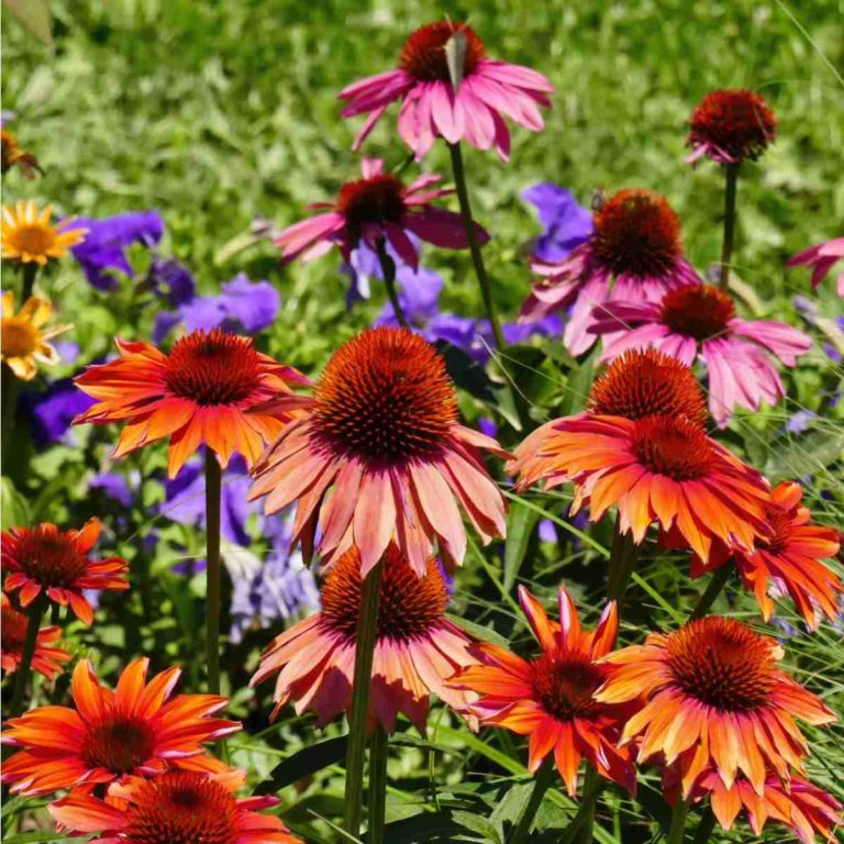 33 of the Best Varieties of Coneflower – Types of Echinacea Plants