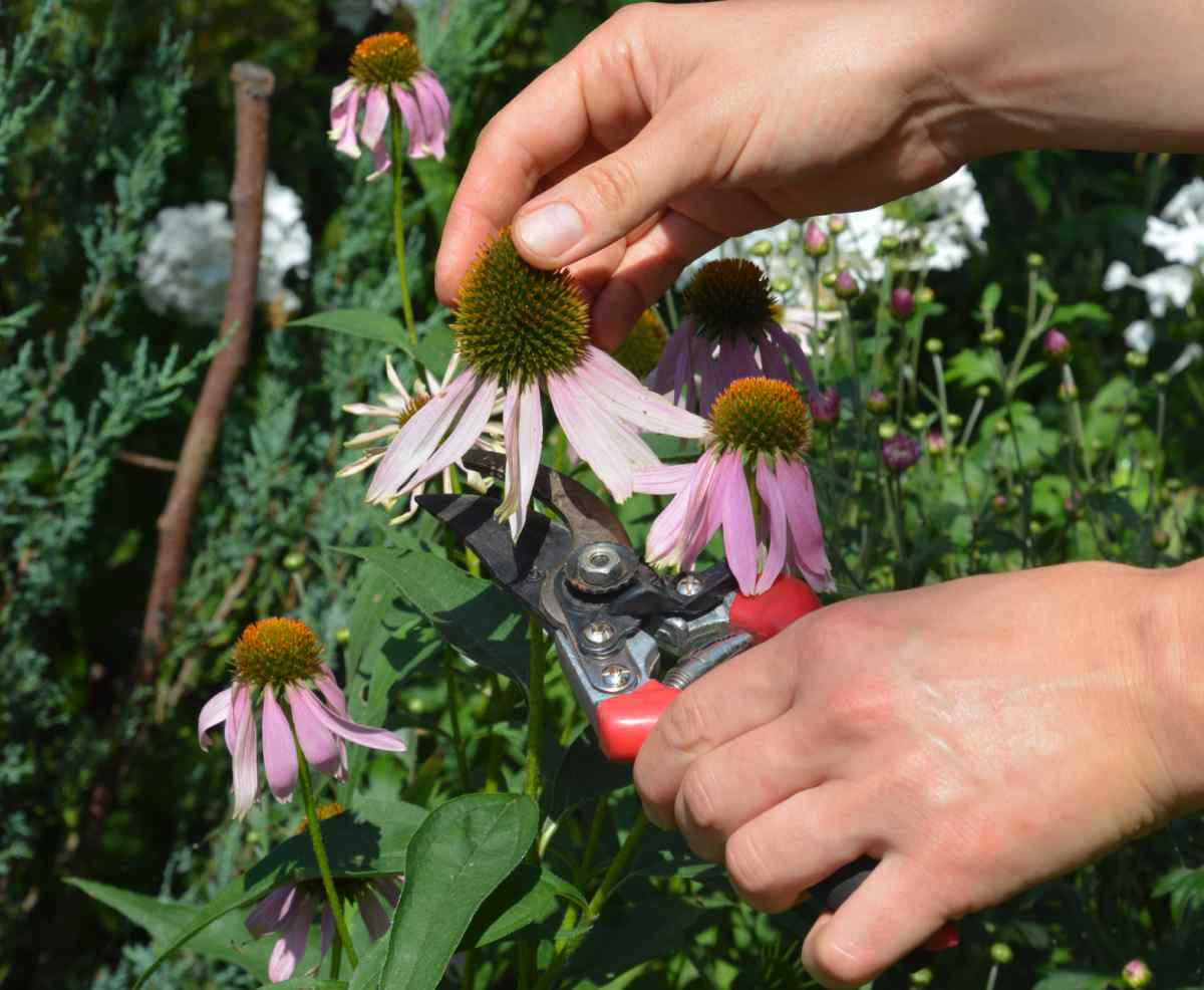 Woman with pruning shears, deadheading a coneflower.