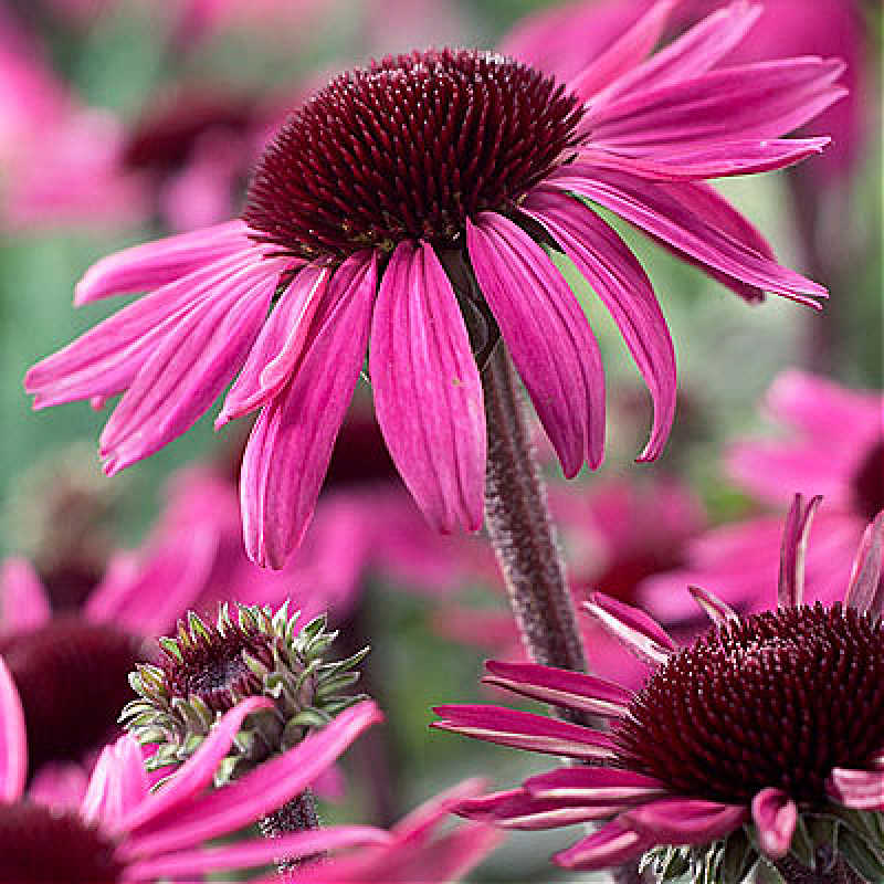 Echinacea after Midnight in bloom.