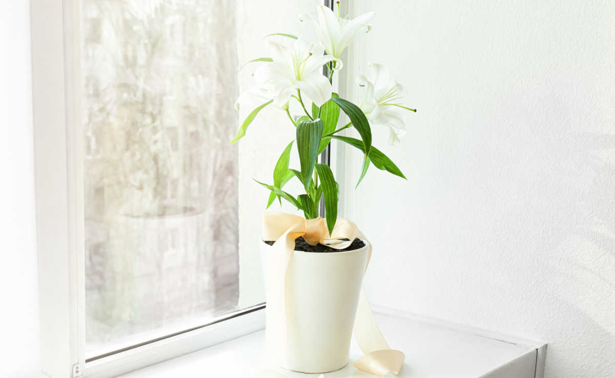Flowering plant in a white pot on a sunny window sill.