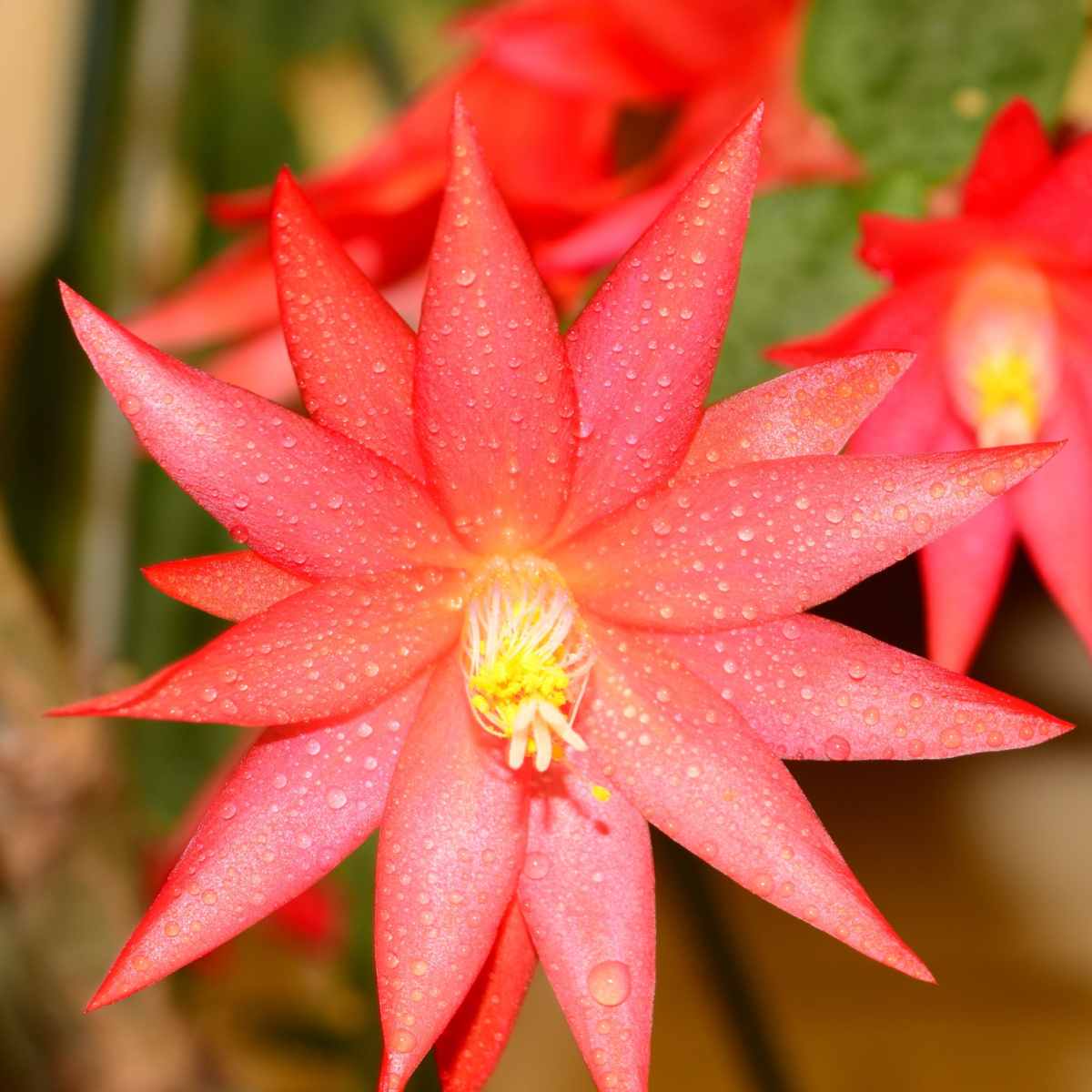 Red rhipsalidopsis gaertneri flower.