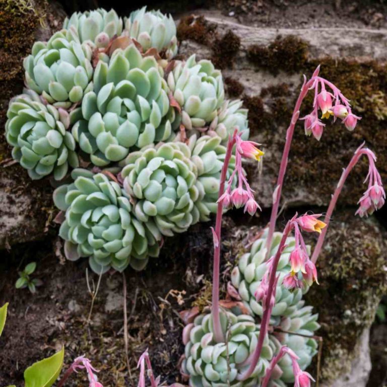 How to Make Echeveria Flower – Why Won’t My Echeveria Bloom?