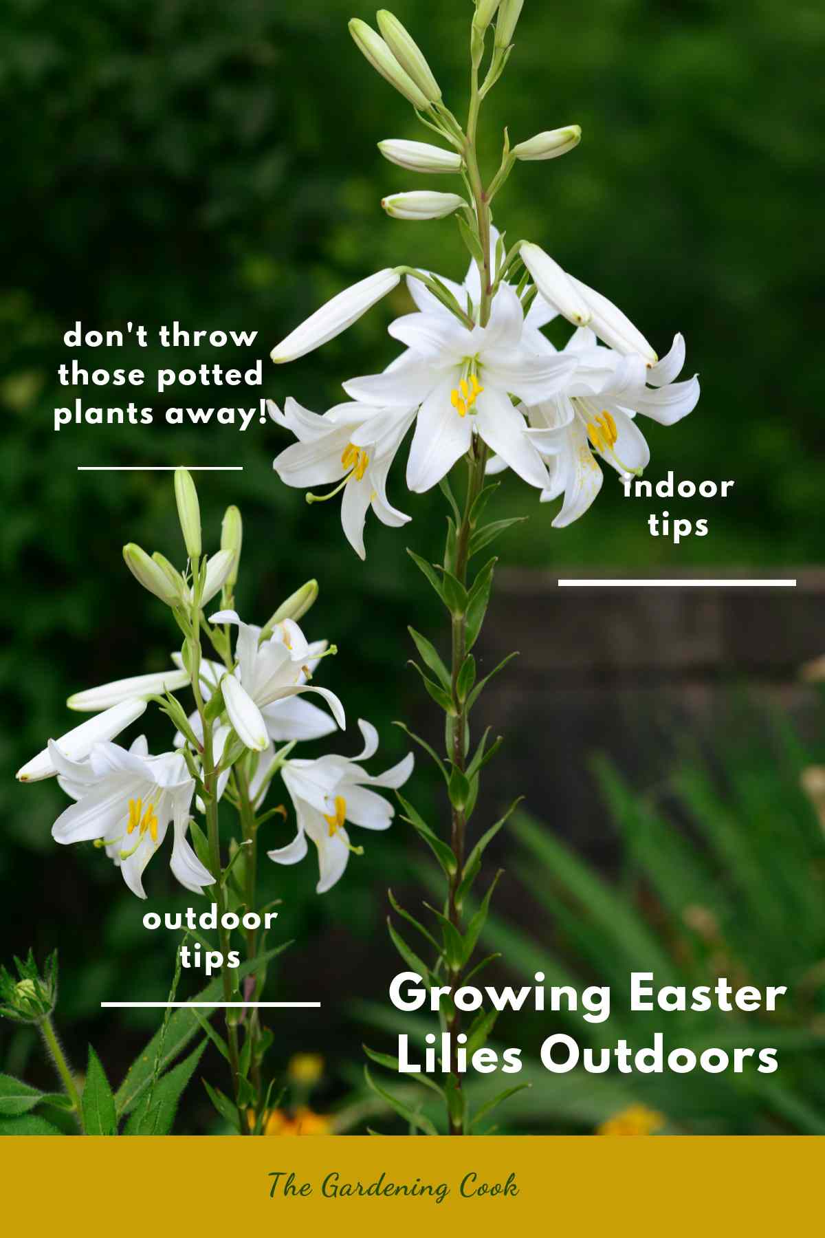 Easter lily in a garden with words Growing Easter lily outdoors, - indoor tips, outdoor tips, don't throw those potted plants away!