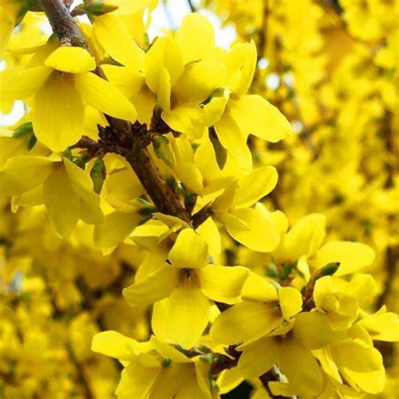 Lynwood Gold Forsythia Live Plant 5 Container