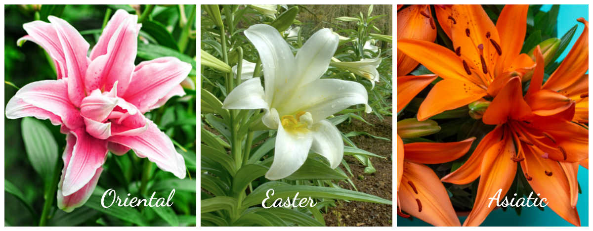 Oriental lily vs Easter lily vs Asiatic lily.