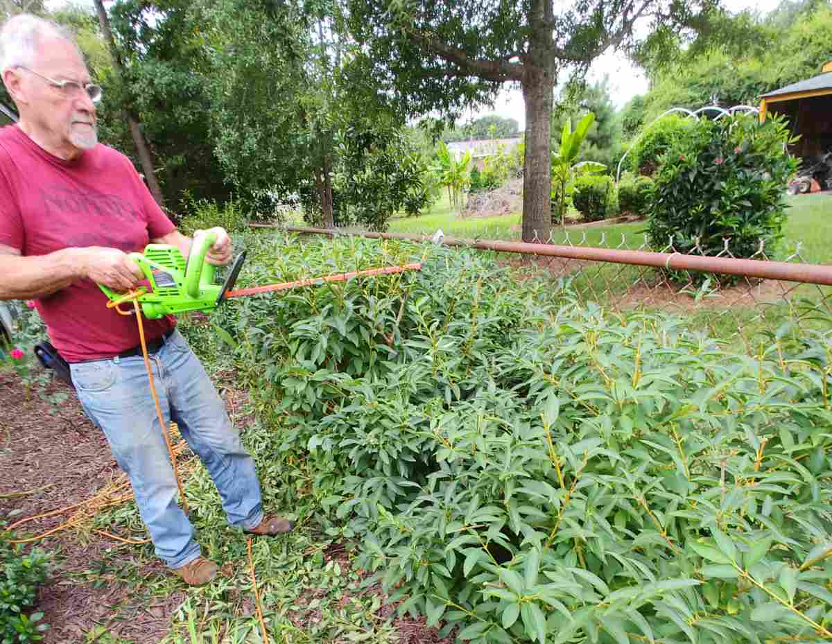 Man with a hedge trimmer, trimming shrubs.
