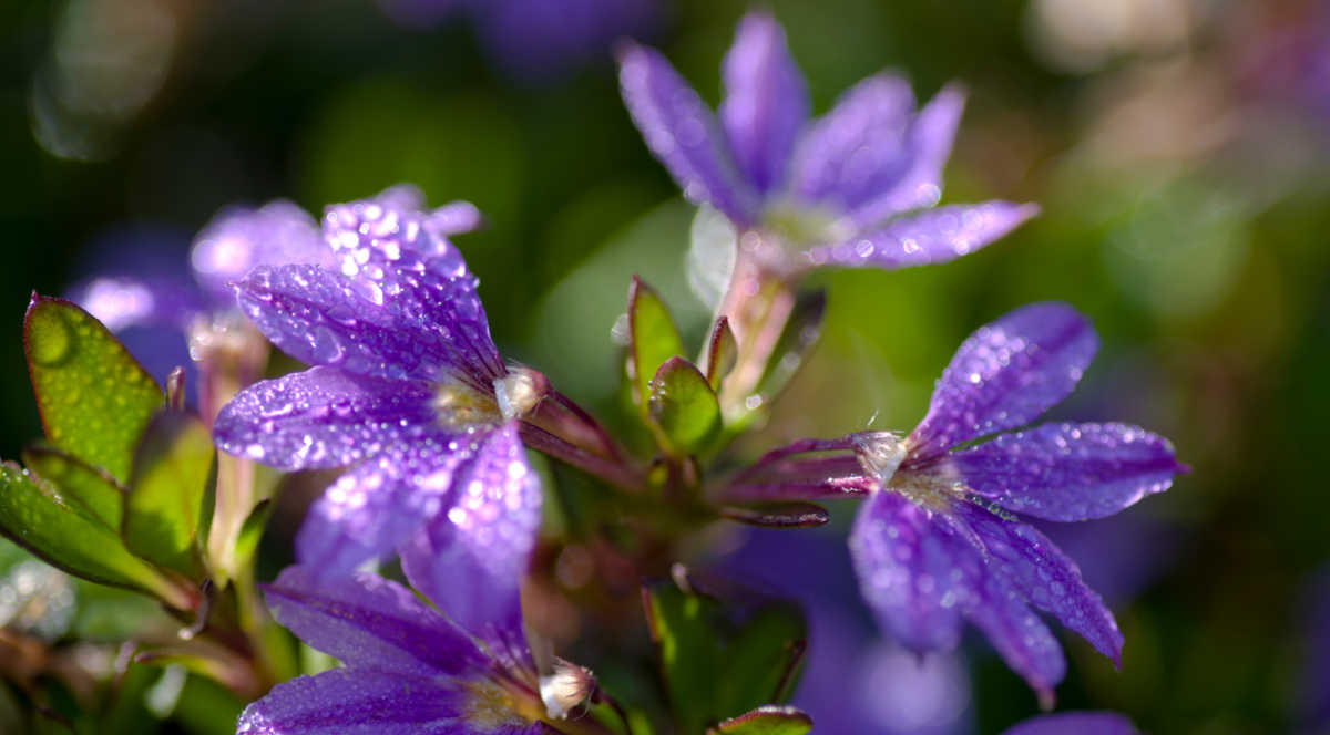 Scaevola aemula with water droplets on it.