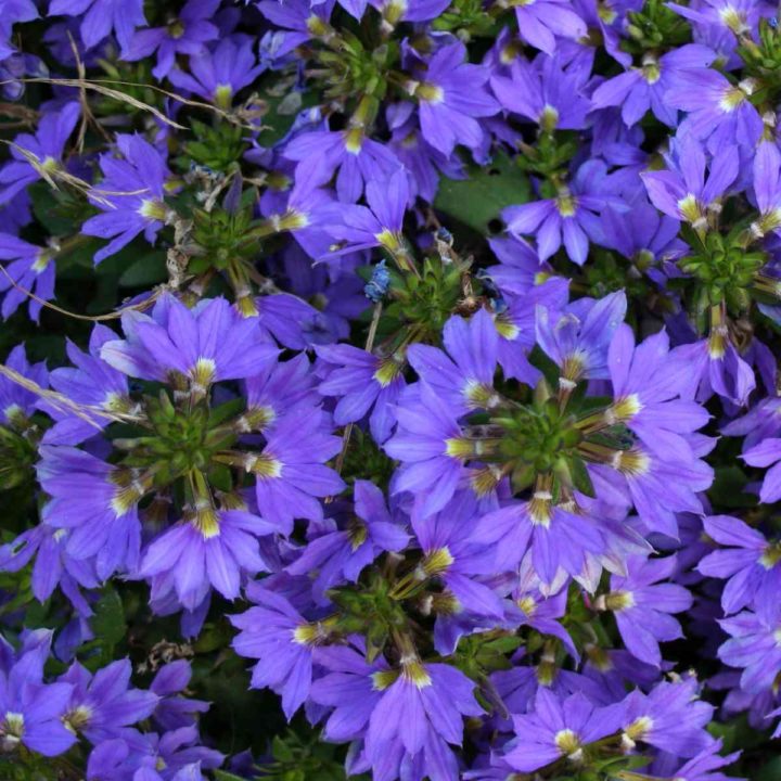 Scaevola aemula flowers.