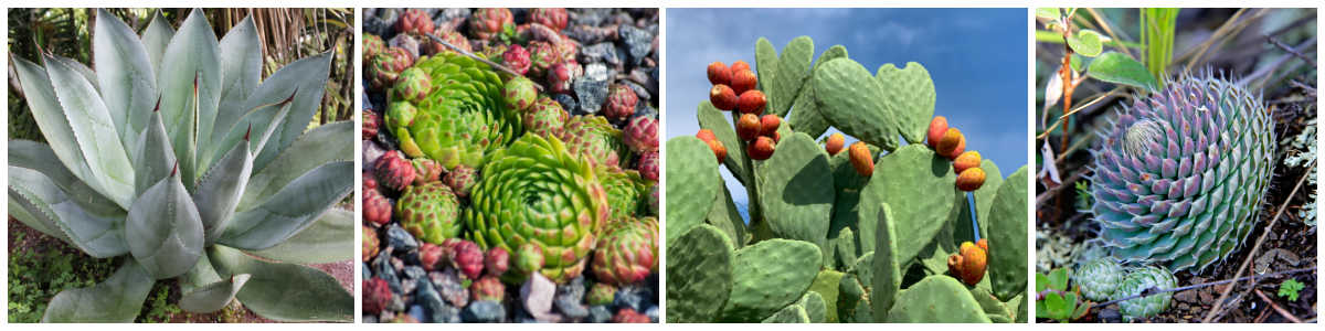 Four types of cold hardy succulents in a collage.
