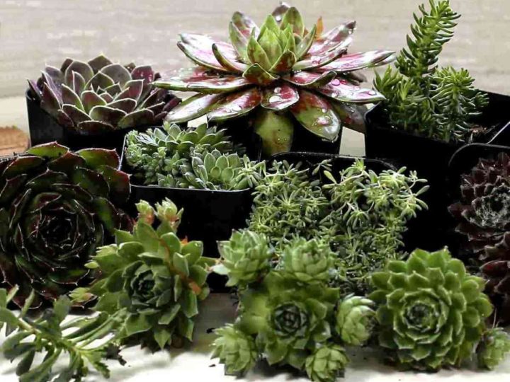 Cold Hardy Succulents - List of Succulents That Survive Winter Outdoors