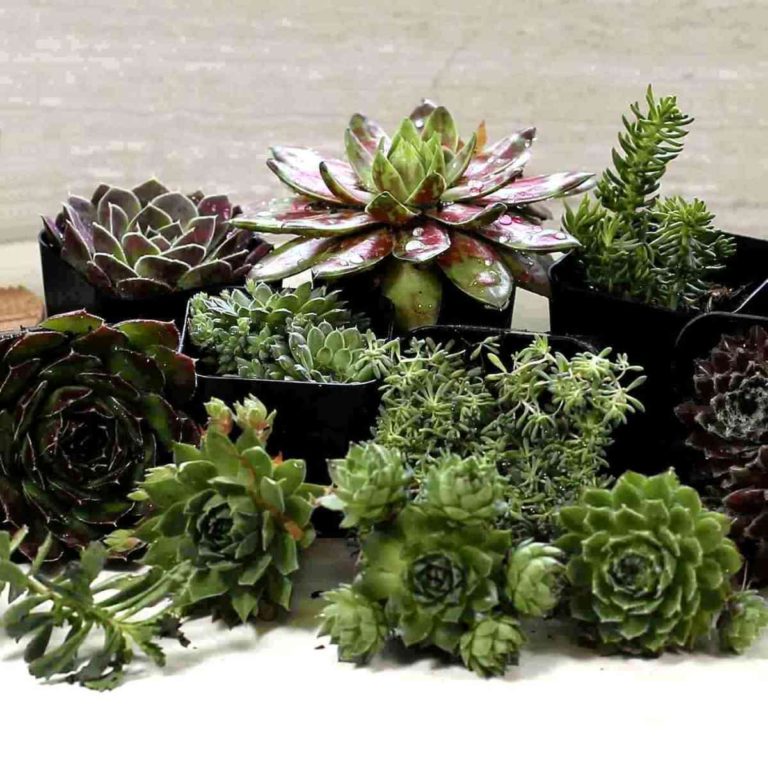 Cold Hardy Succulents – List of Succulents That Survive Winter Outdoors