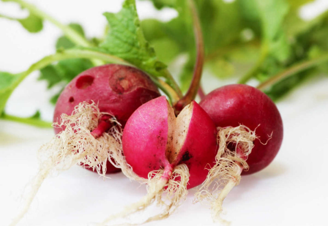 Radishes not Growing Bulbs and Other Problems Growing Radishes