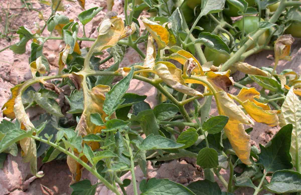 Tomato plant leaf yellowing caused by fusarium wilt disease.