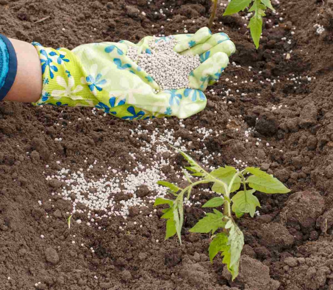 Tomato Bottom Rot - Cause - Tomato Blossom End Rot Treatment