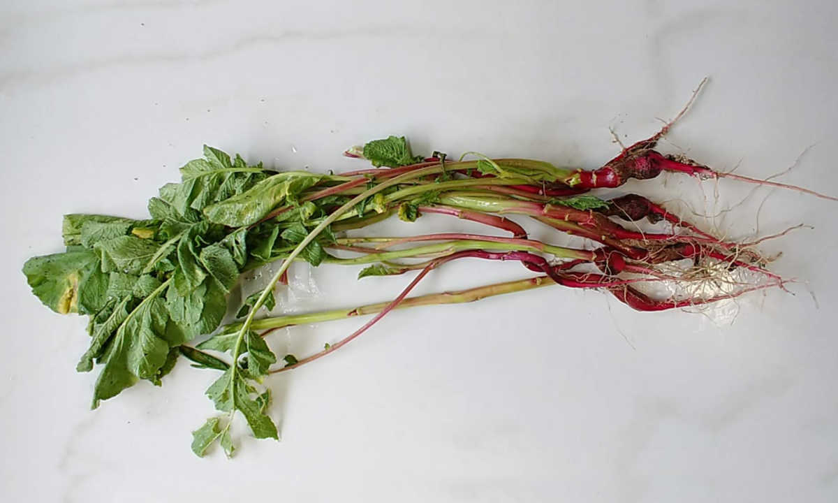 Plants with long and thin radishes