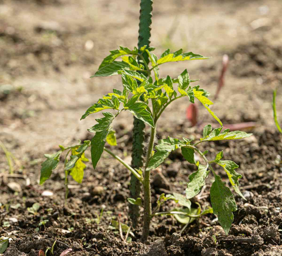 Staking a young tomato plant.