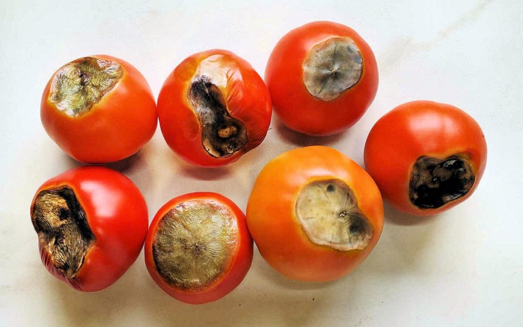 Tomato Bottom Rot Cause Tomato Blossom End Rot Treatment