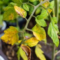Yellowing leaves on tomato plant.