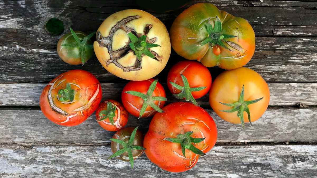 Tomatoes on a wooden board with cracks in the skins.