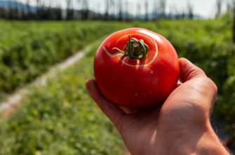 Why are My Tomatoes Splitting? - How to Prevent Tomatoes Cracking