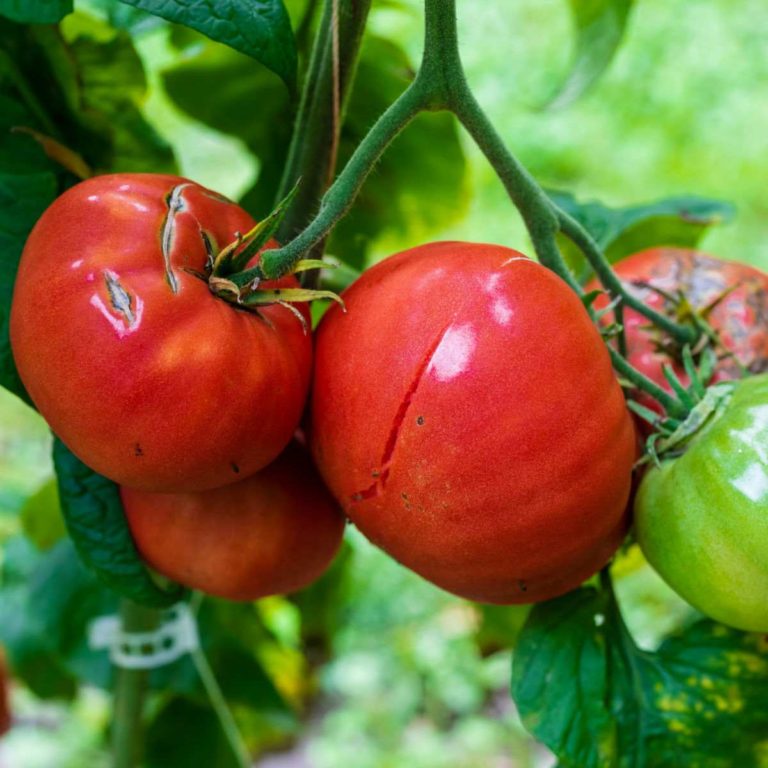 Tomatoes on the vine with skin cracked from excess water.