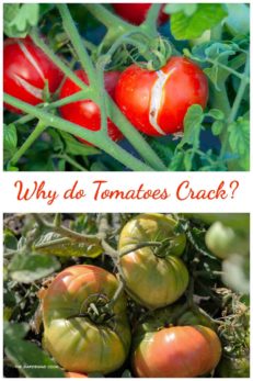 Why are My Tomatoes Splitting? - How to Prevent Tomatoes Cracking