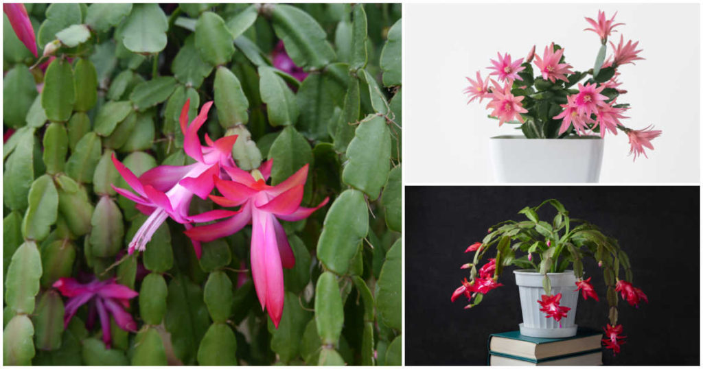 Holiday Cactus Types Christmas, Thanksgiving, Easter Cactus
