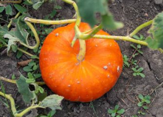 Pumpkin Is Ripe When to Harvest Pumpkins: Ripeness, Cutting & Storage Tips