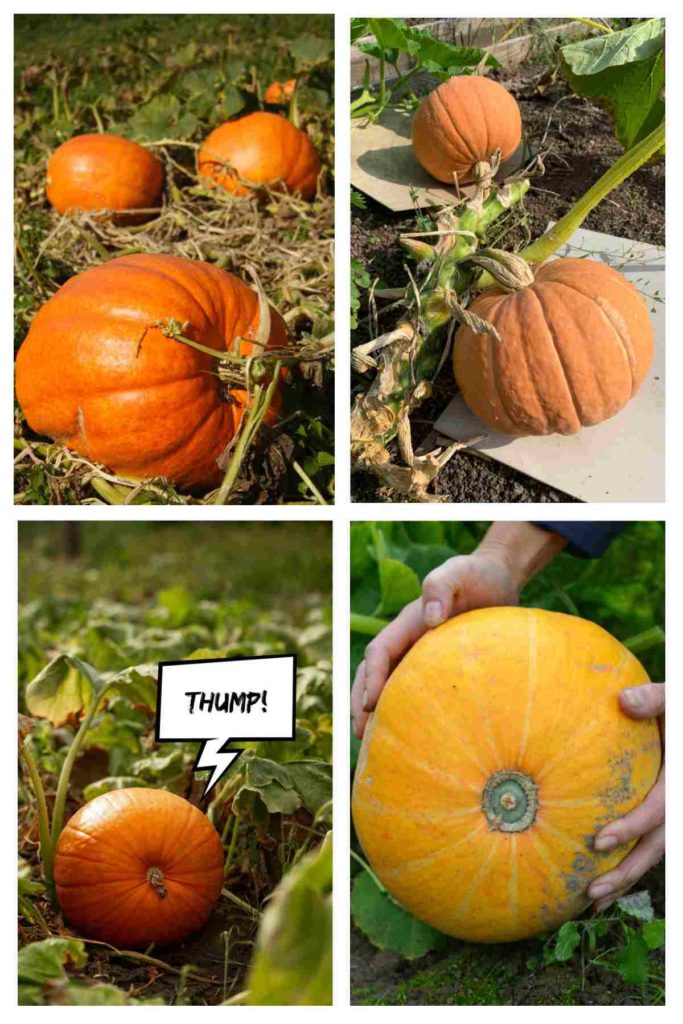 Pumpkin Is Ripe When to Harvest Pumpkins: Ripeness, Cutting & Storage Tips