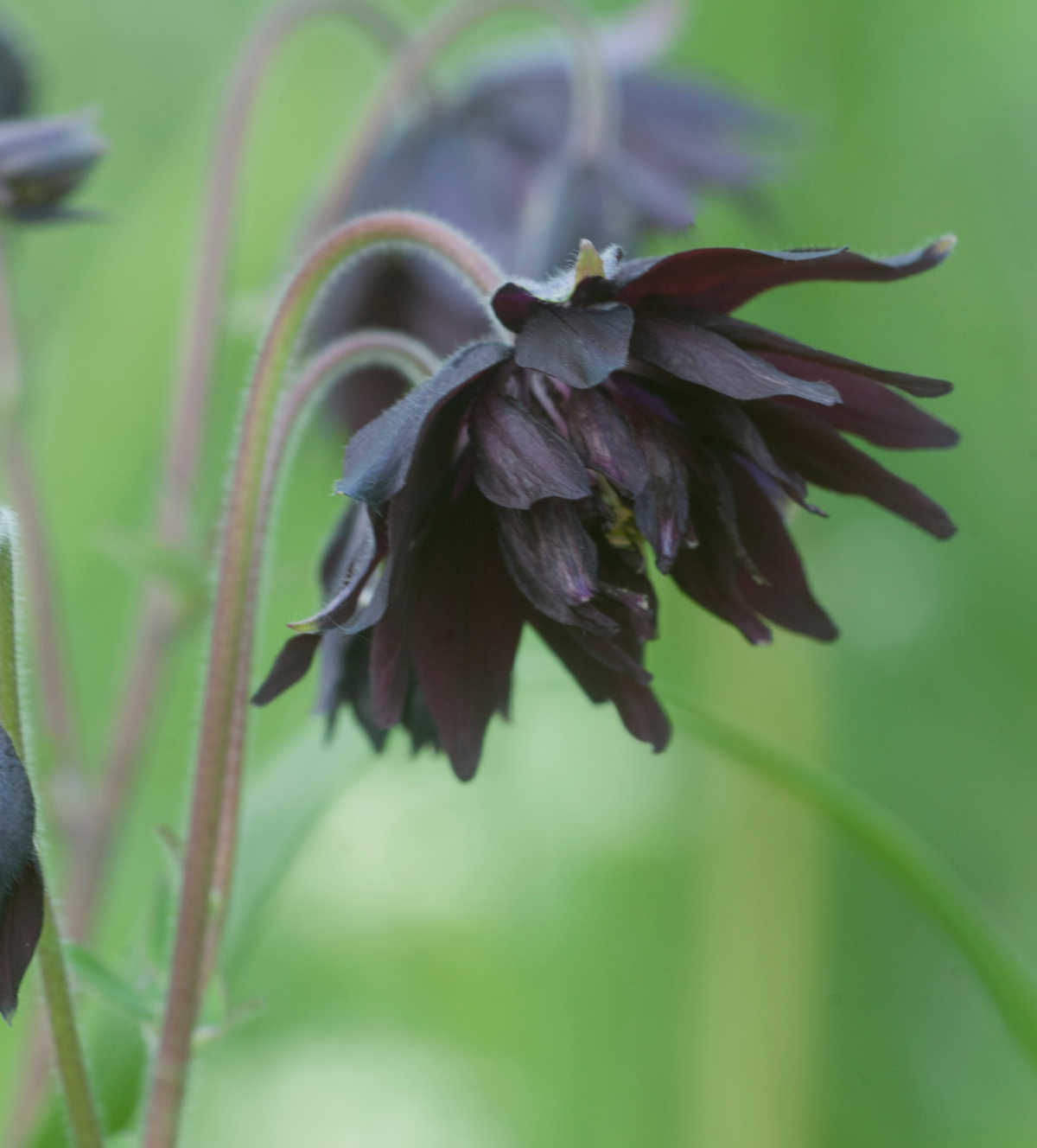 Black Barlow Columbine flower.