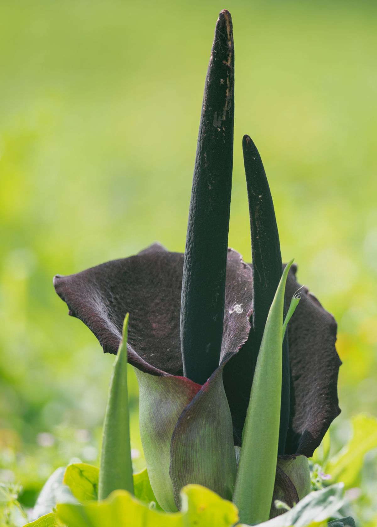 Bloom of black calla lily.
