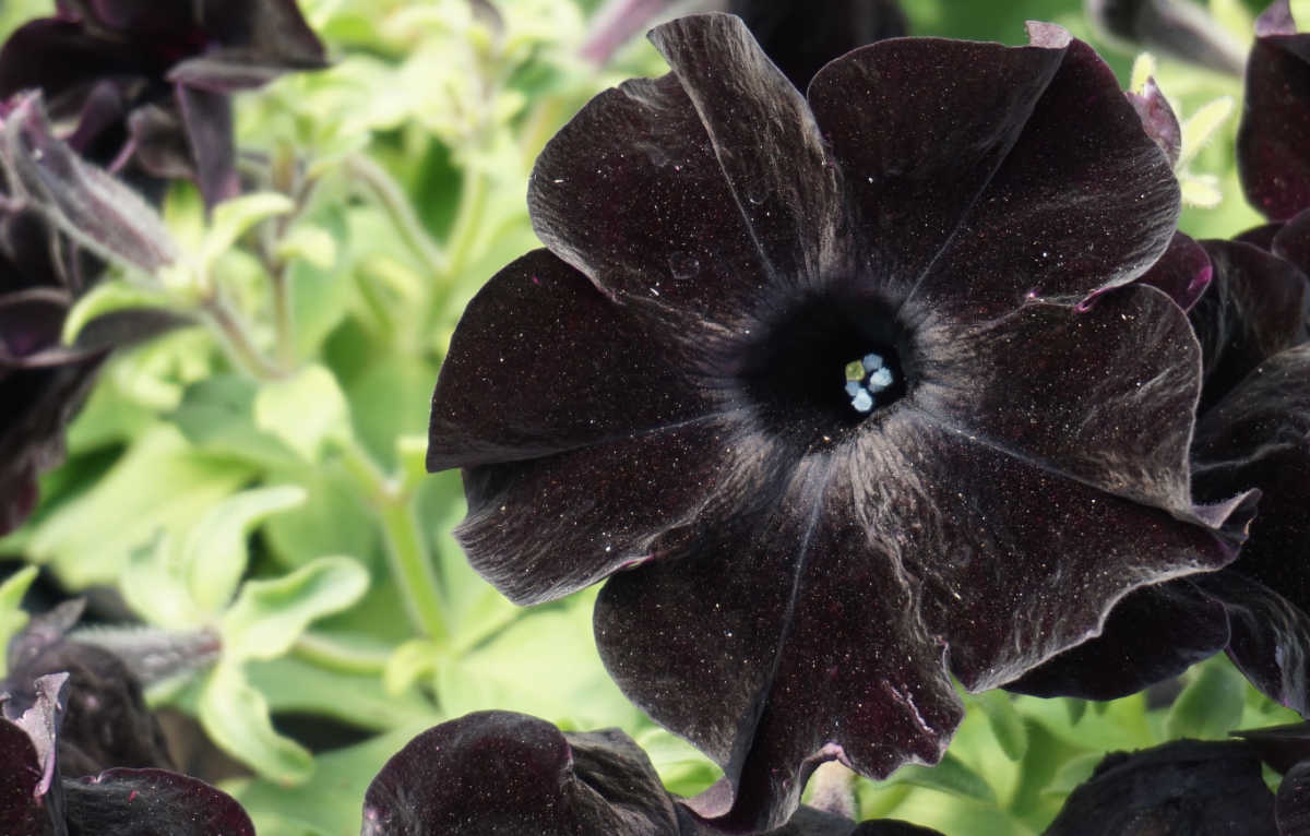 Black mamba petunia flower.