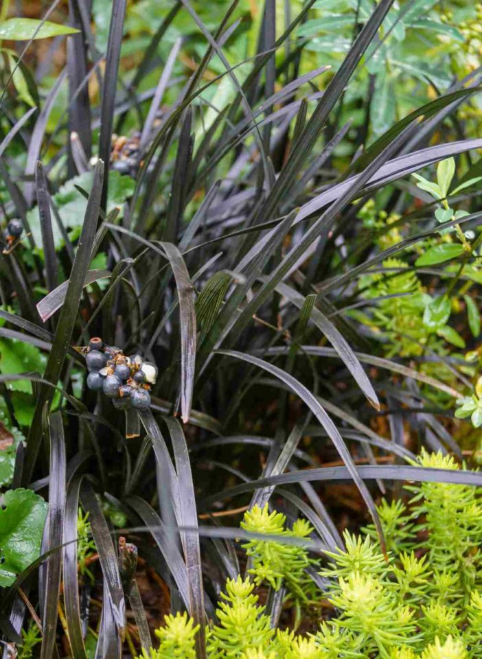 Garden of Eden Crop Black main image 1