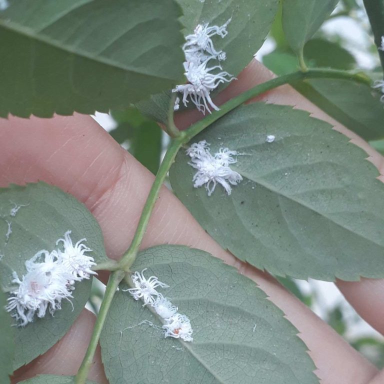 Plant leaf with white mealybugs on it.