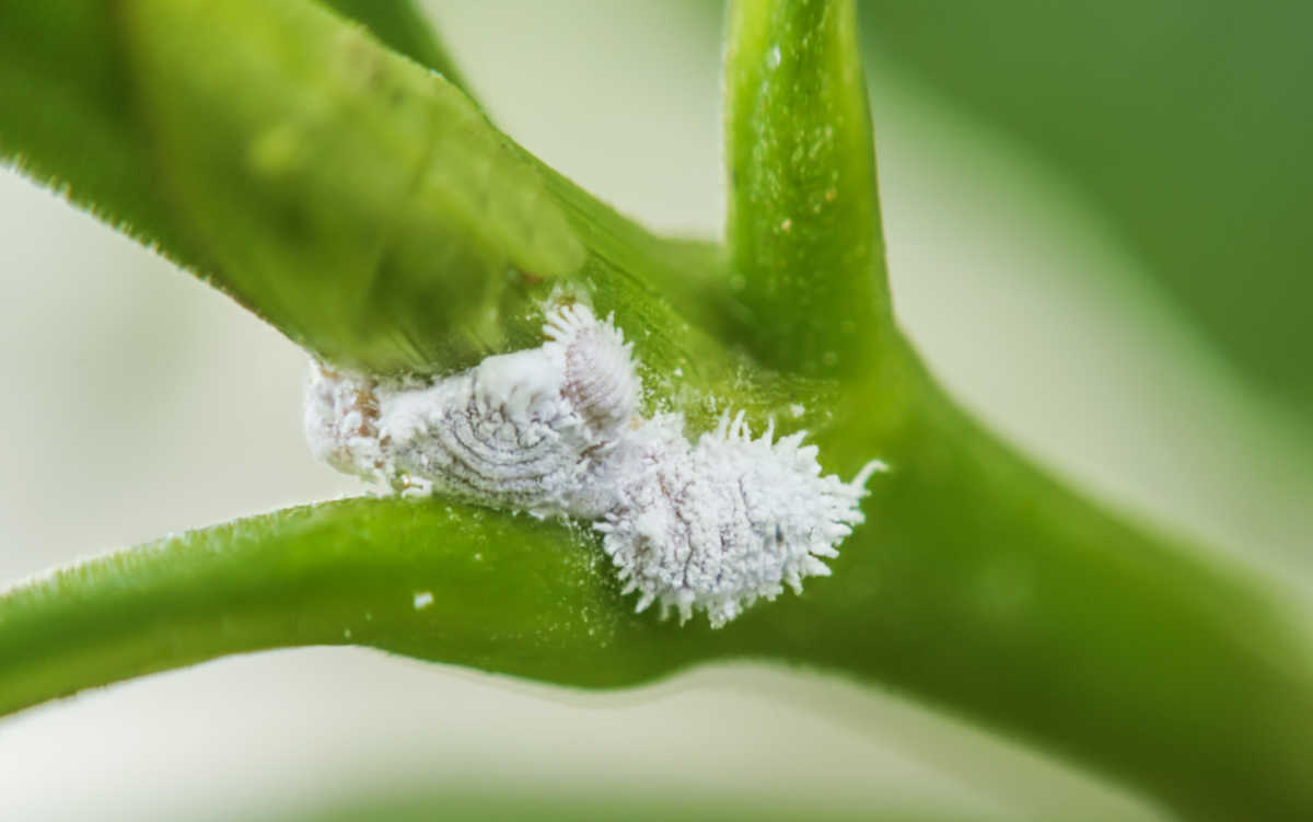 White mealybugs on the node of a green plants.