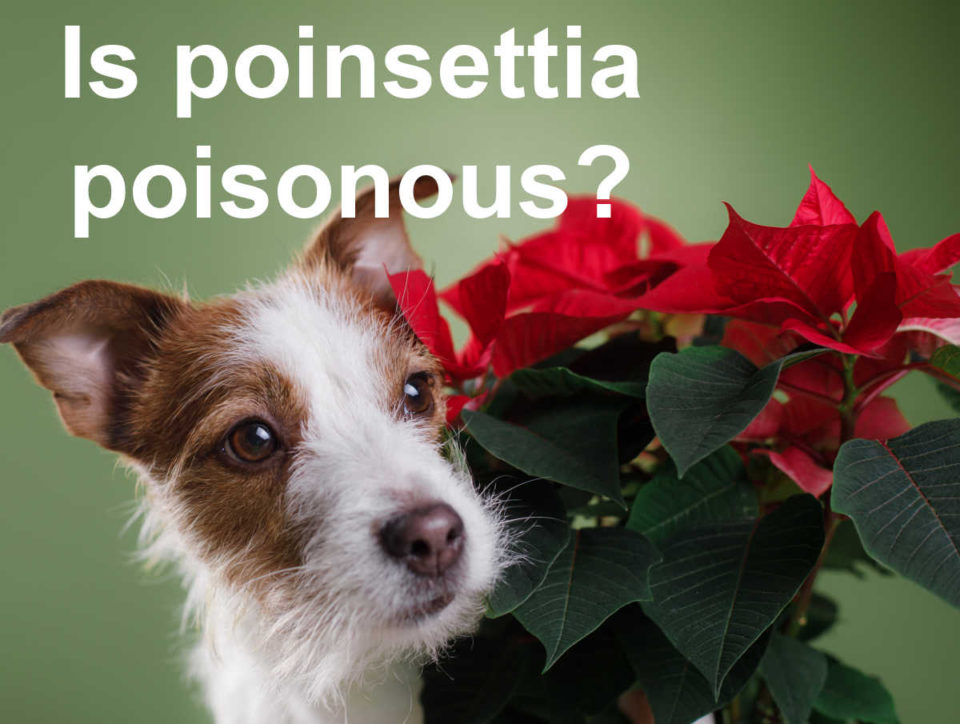 Poinsettia Plant Care How to Grow Poinsettias