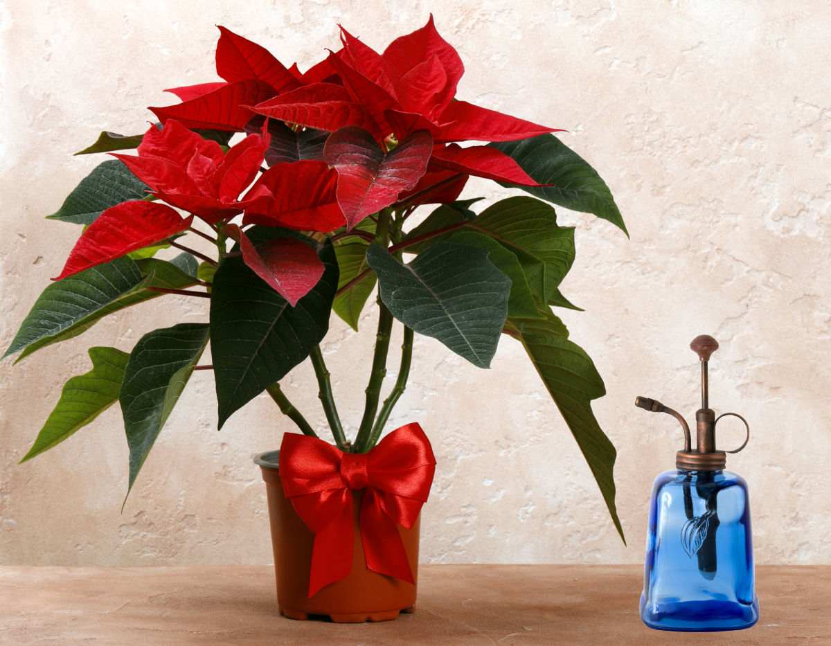 Poinsettia in a pot with a blue mister for humidity.