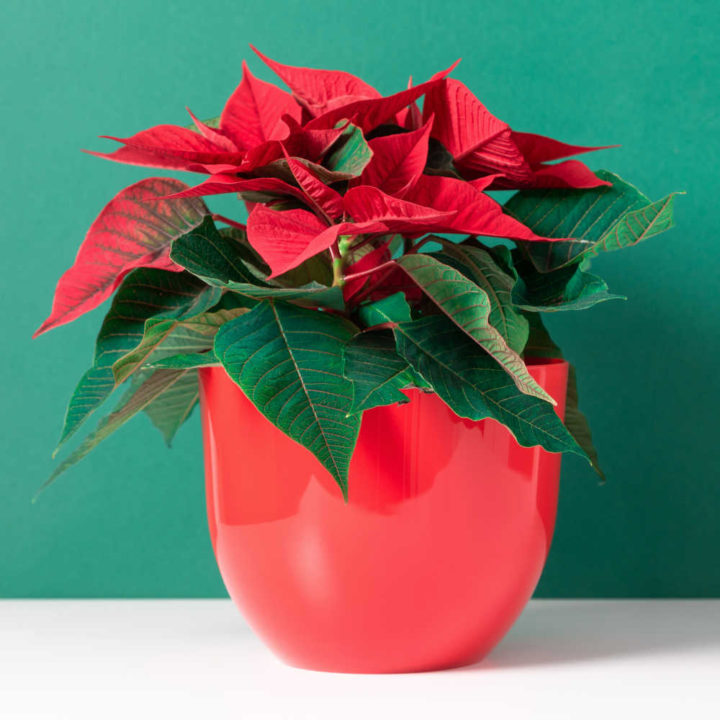 Poinsettia Plant Care Printable