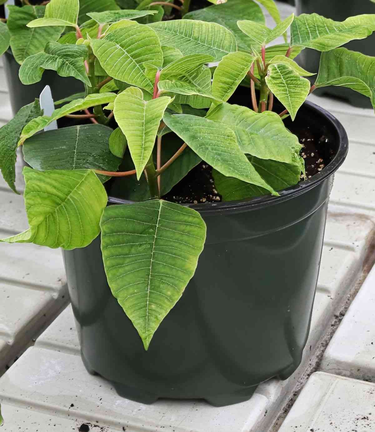 Small poinsettia plant in a black pot.