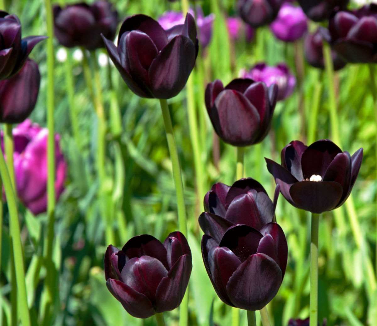 Almost black flowers of queen of the night tulip.