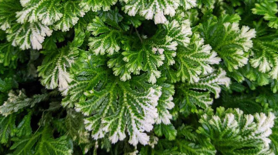 Selaginella Kraussiana & Selaginella Martensii Frosty Fern Care