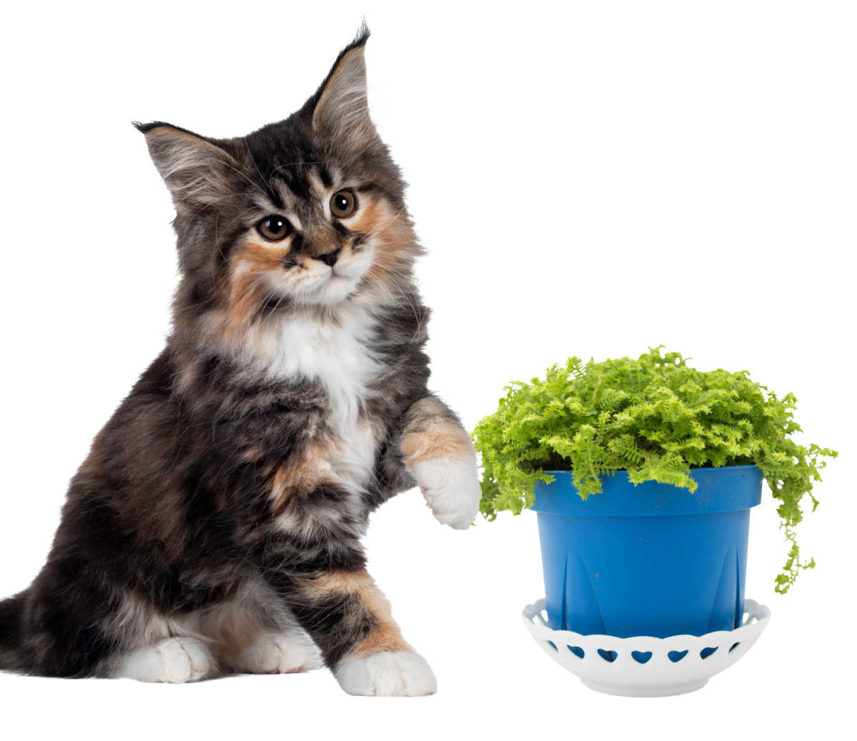Kitten with blue pot of selaginella kraussiana.