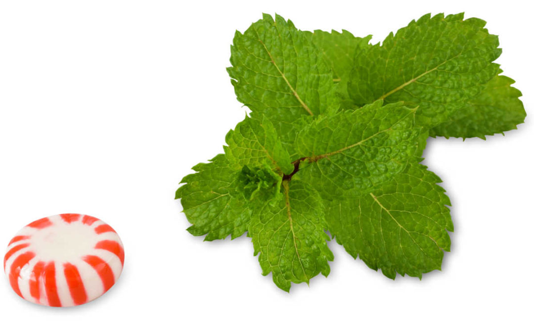 Winter Spices List of Christmas Spices Plus Best Herbs for Xmas