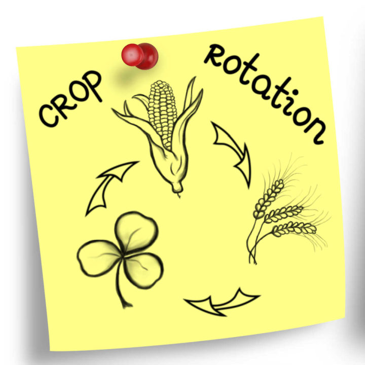 Printable - Chart Showing Examples of Crop Rotation