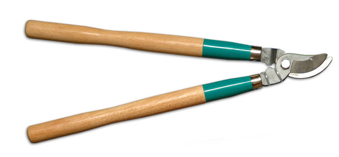 Pruning Shrubs Techniques How and When to Trim Bushes