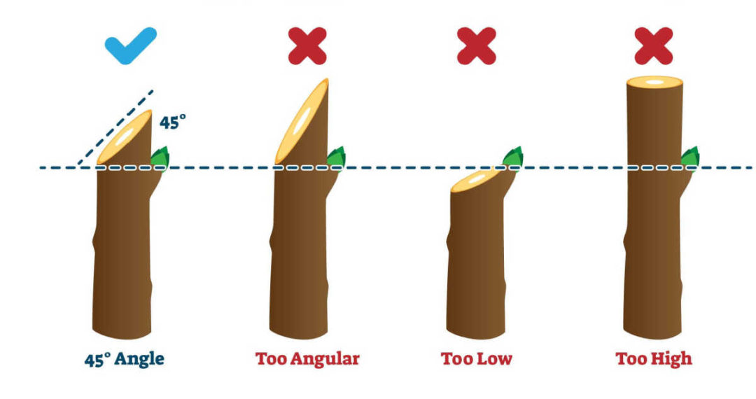 Pruning Shrubs Techniques How and When to Trim Bushes